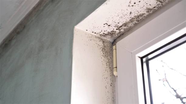 Best Black Mold Removal  in Shaker Heights, OH