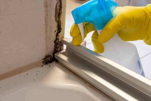 Best Professional Mold Removal  in Shaker Heights, OH