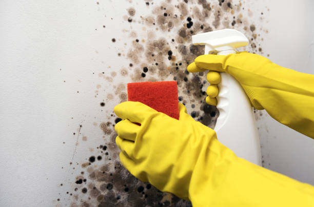 Professional Mold Removal in Shaker Heights, OH