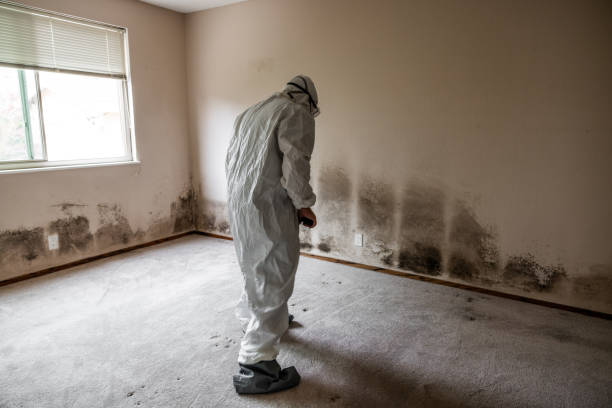 Best Mold Removal and Inspection  in Shaker Heights, OH