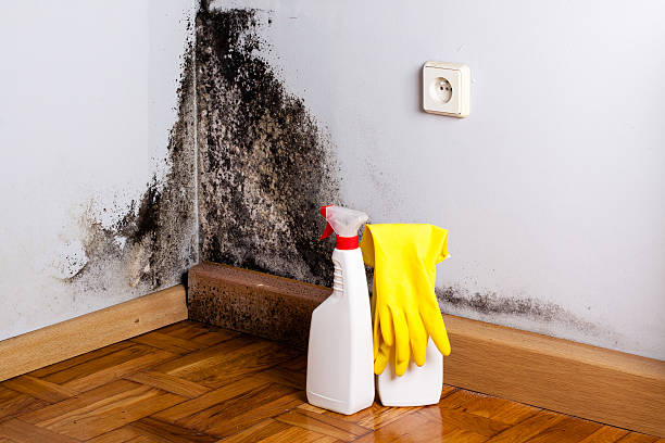 Best Black Mold Removal  in Shaker Heights, OH